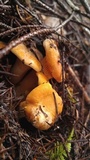 Cantharellus formosus image