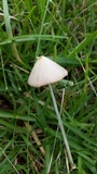 Conocybe apala image