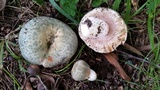 Russula parvovirescens image