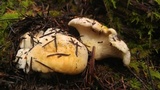 Cantharellus formosus image
