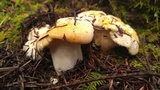 Cantharellus formosus image
