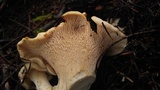 Cantharellus formosus image