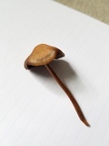Panaeolus cinctulus image