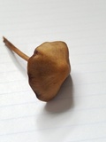 Panaeolus cinctulus image
