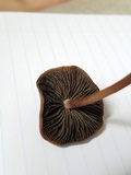 Panaeolus cinctulus image