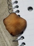 Panaeolus cinctulus image