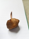 Panaeolus cinctulus image