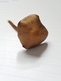 Panaeolus cinctulus image