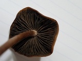 Panaeolus cinctulus image