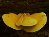 Piptoporus quercinus image