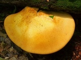 Piptoporus quercinus image