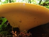 Piptoporus quercinus image