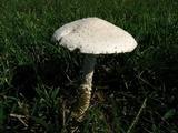 Amanita thiersii image
