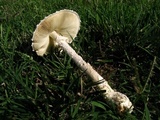 Amanita thiersii image