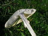 Amanita thiersii image