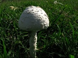 Amanita thiersii image