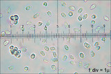 Cystoderma amianthinum image