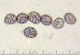 Lactarius hygrophoroides image
