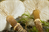 Cystoderma amianthinum image