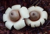 Geastrum elegans image