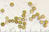 Geastrum elegans image