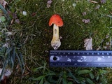 Amanita parcivolvata image