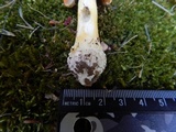 Amanita parcivolvata image