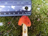 Amanita parcivolvata image