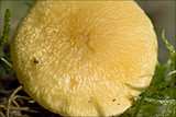Cystoderma amianthinum image