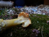 Amanita parcivolvata image