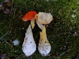 Amanita parcivolvata image