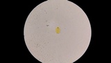 Amanita parcivolvata image