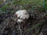 Hypomyces hyalinus image