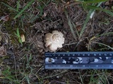 Hypomyces hyalinus image