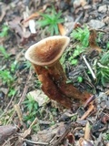 Onnia tomentosa image
