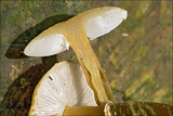 Cystoderma amianthinum image
