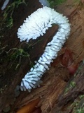 Ceratiomyxa fruticulosa var. fruticulosa image