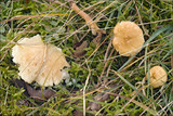 Cystoderma amianthinum image
