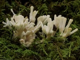 Tremellodendron schweinitzii image