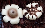 Geastrum elegans image
