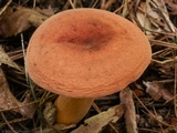 Lactarius volemus image