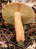 Lactarius volemus image
