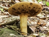 Retiboletus griseus image