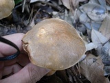 Gyroporus longicystidiatus image