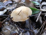 Gyroporus longicystidiatus image