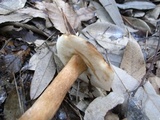 Gyroporus longicystidiatus image
