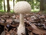 Amanita virgineoides image