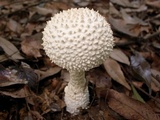 Amanita virgineoides image