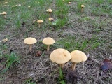 Phaeolepiota aurea image