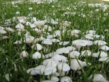 Termitomyces microcarpus image